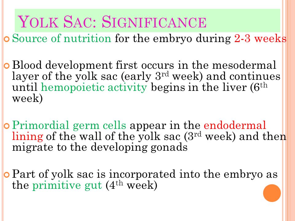 What is the function of the yolk sac?